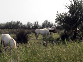 カマルグの野生の白馬
